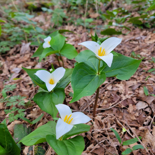 Trillium in bloom!