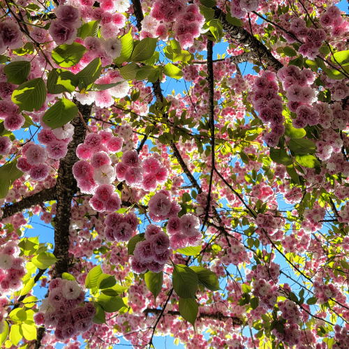 Cherry Blossoms in Downtown LO