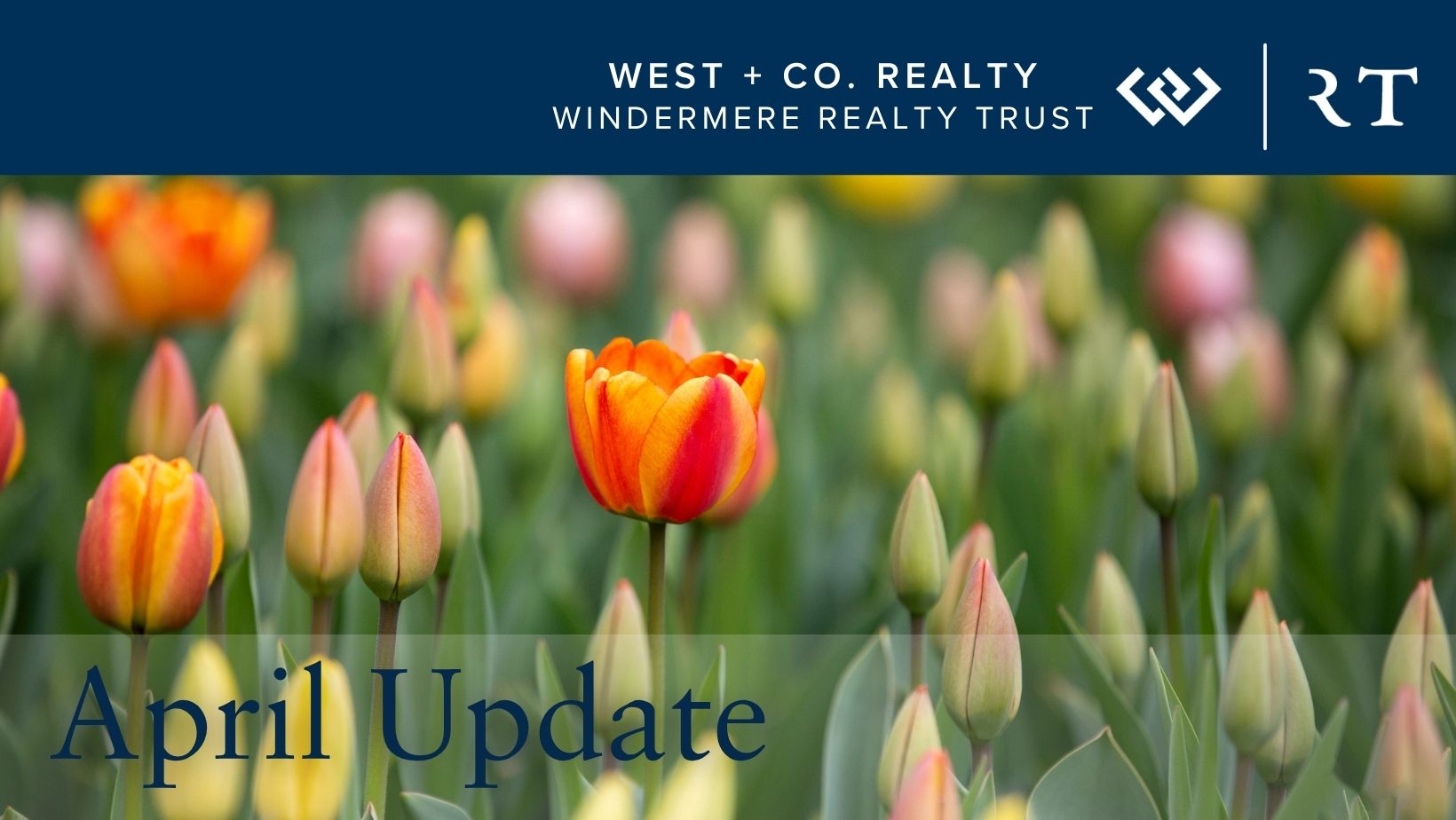 Tulips - April 26 Update