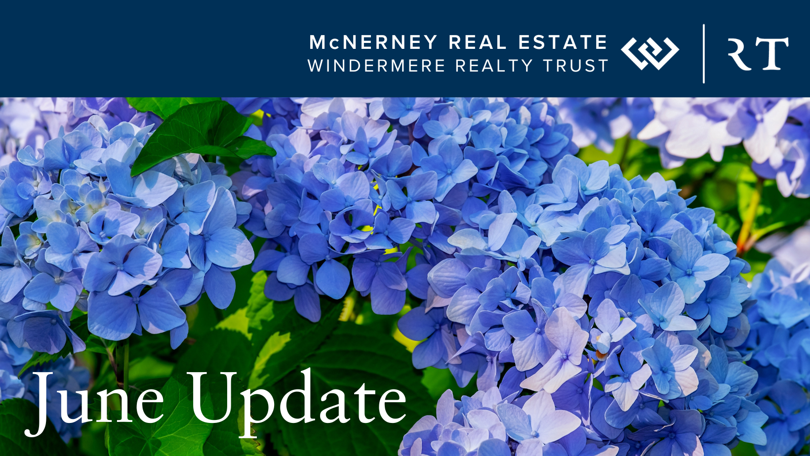 Hydrangea - June Update