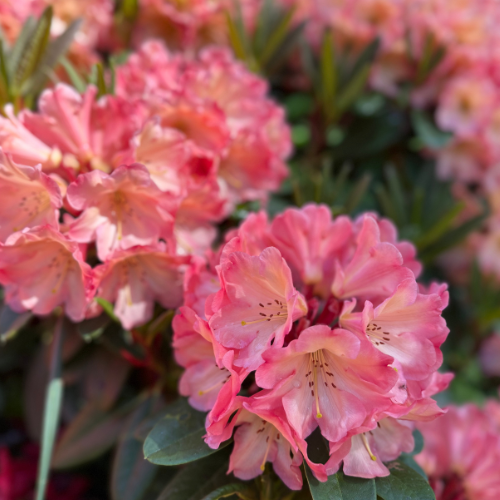 Cherry Blossoms in Downtown LO